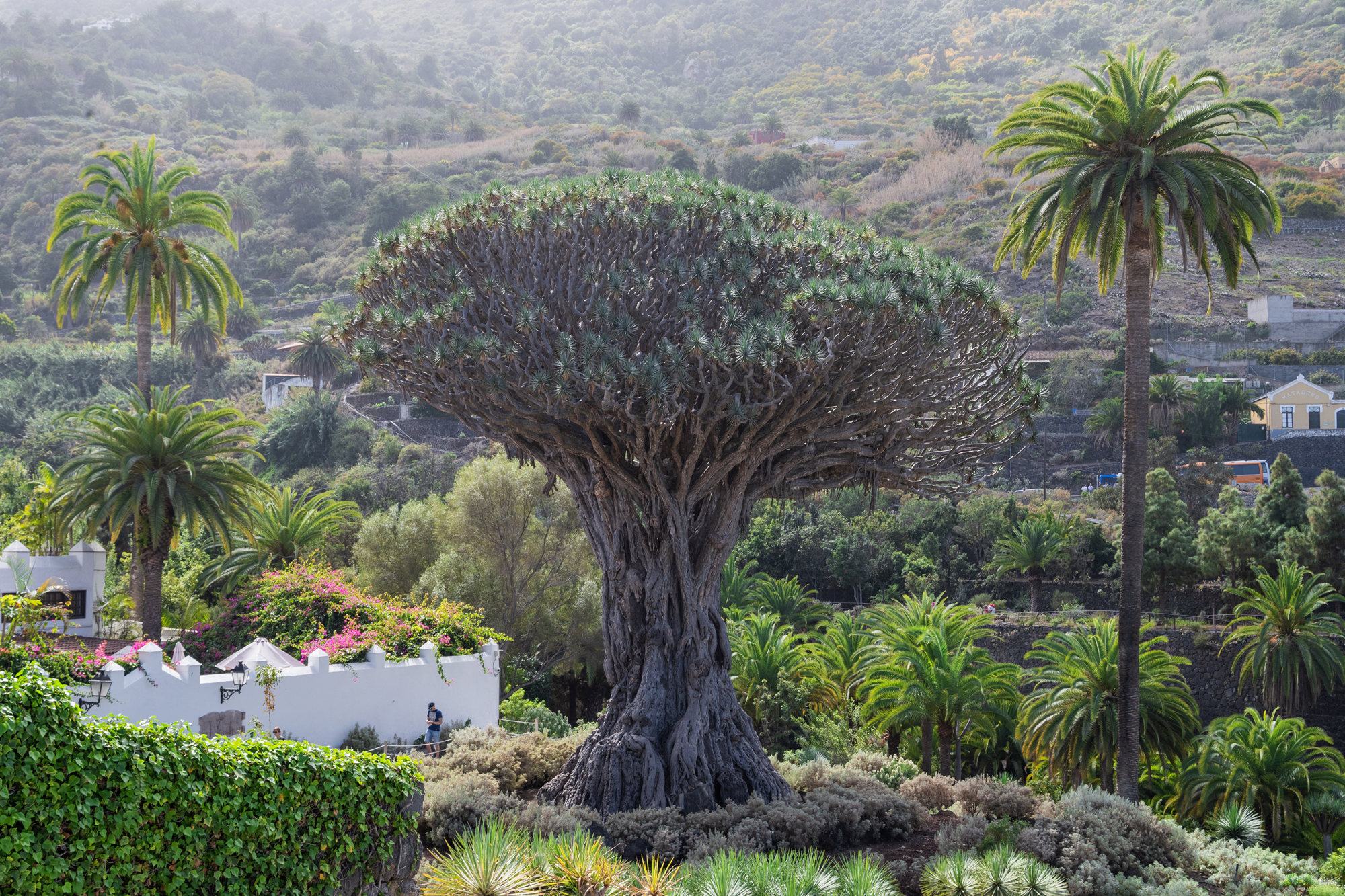 Tenerife 6
